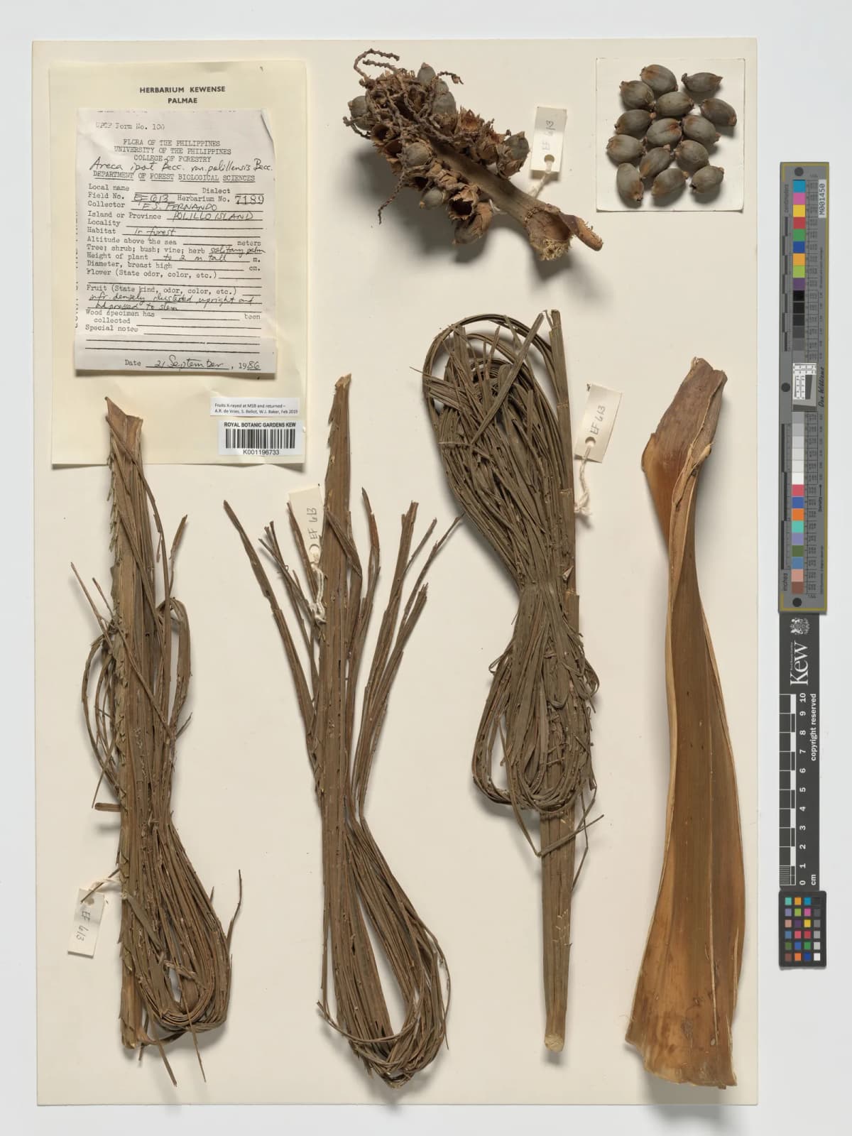 Botanical specimen of Areca Ipot.