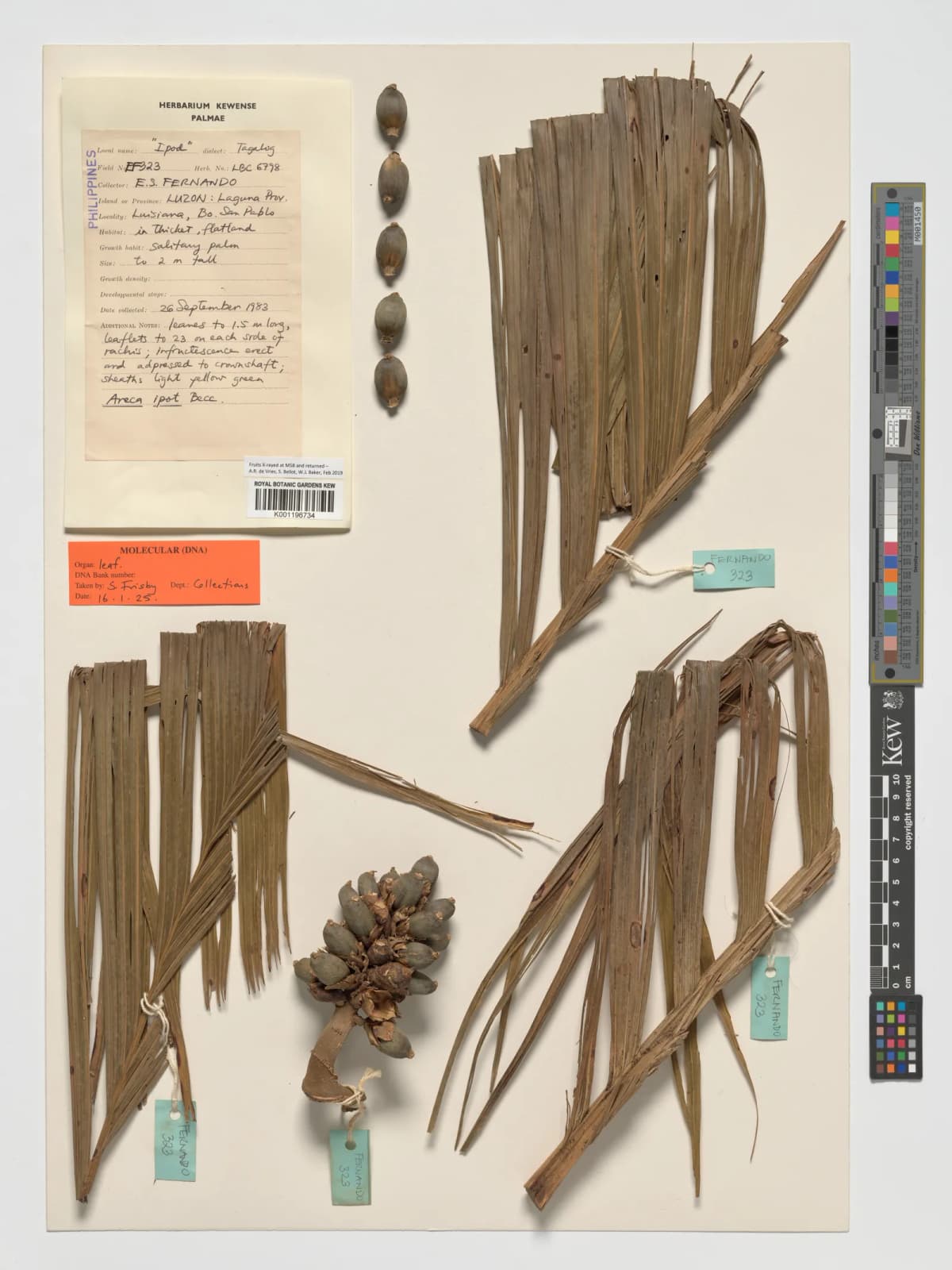 Botanical specimen of Areca Ipot.