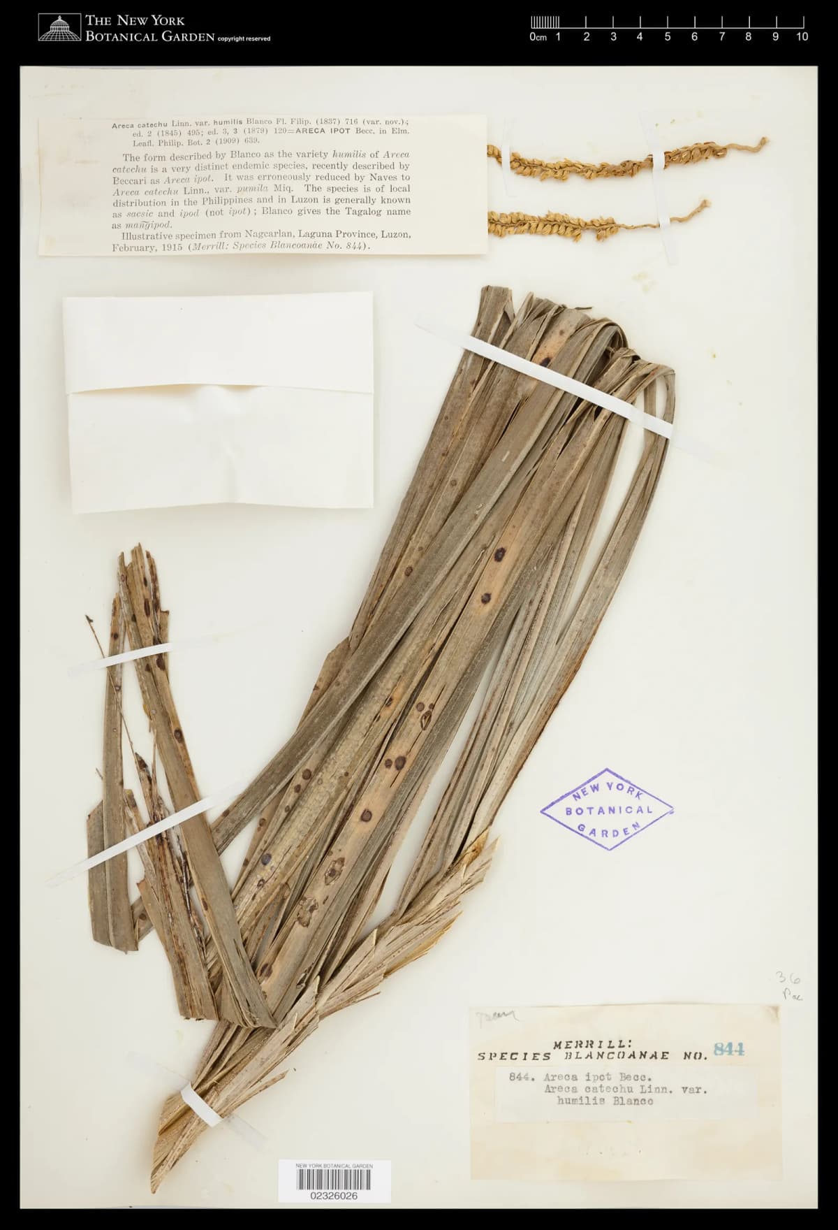 Botanical specimen of Areca Ipot.
