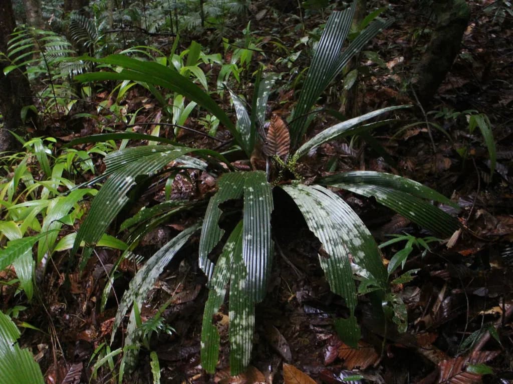 Botanical specimen of Areca Subacaulis.