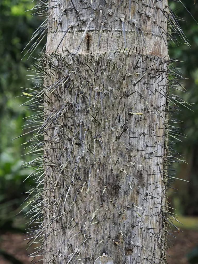 Botanical specimen of Astrocaryum Confertum.