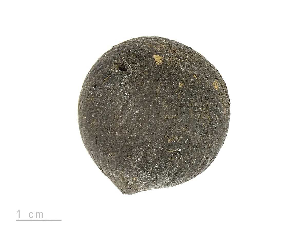 Botanical specimen of Astrocaryum Sciophilum.