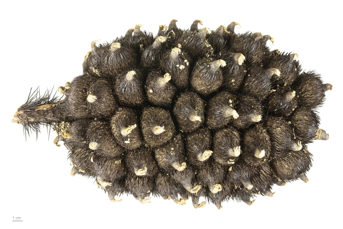 Botanical specimen of Astrocaryum Sciophilum.