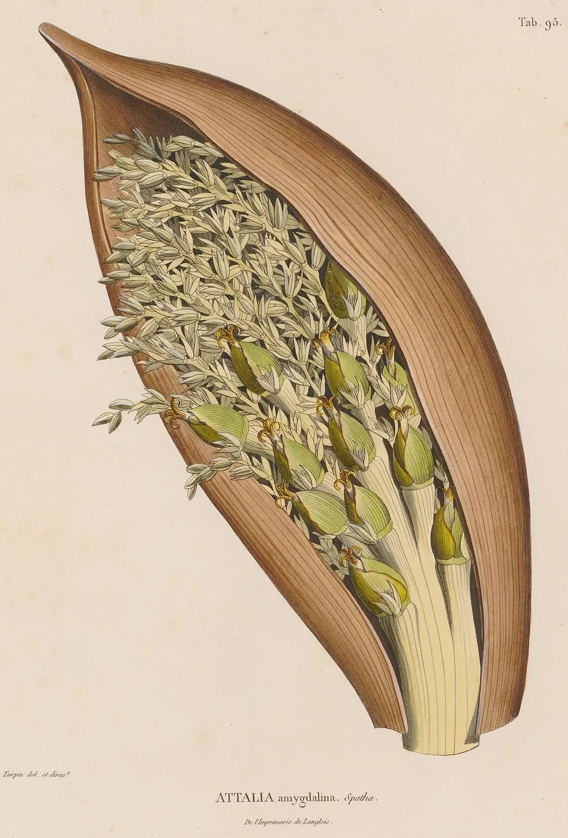 Botanical specimen of Attalea Amygdalina.