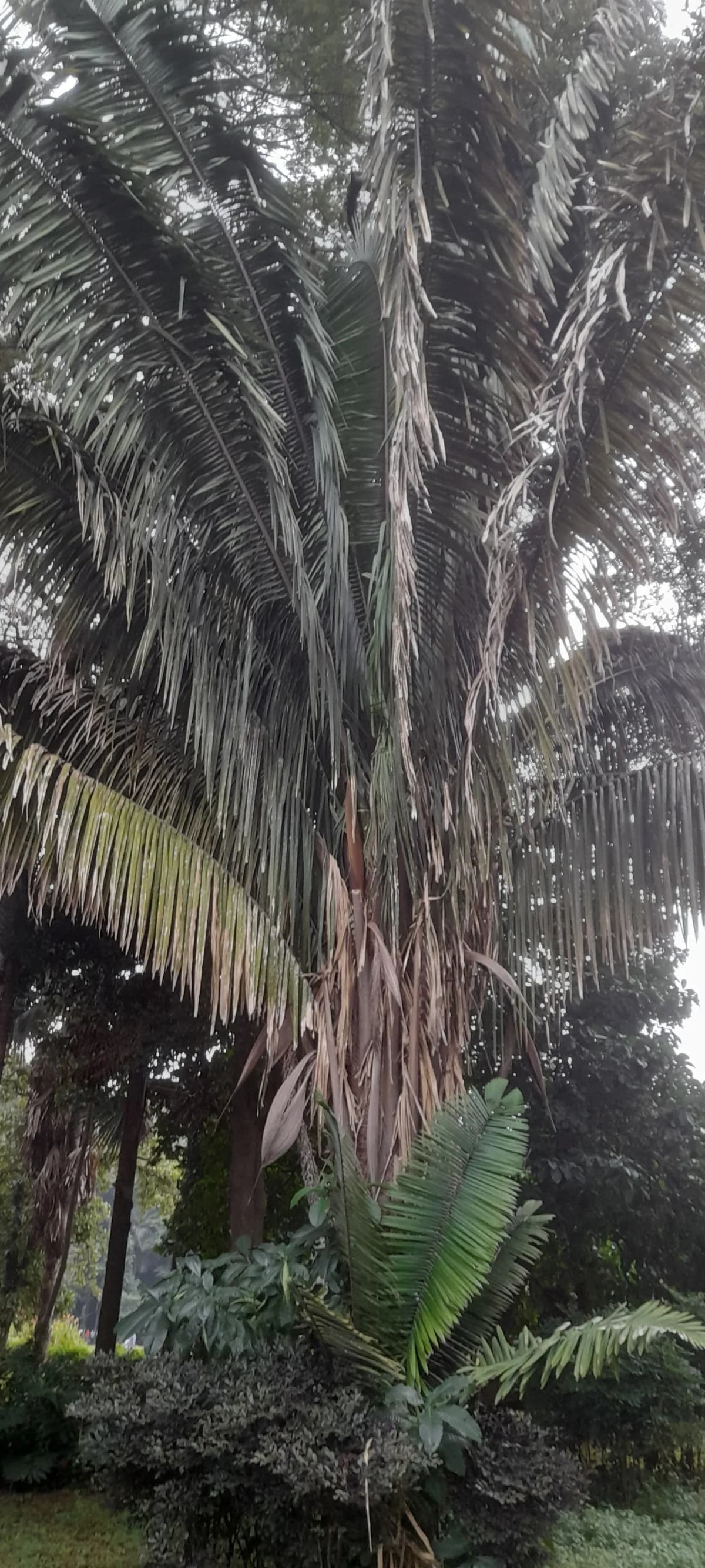 Botanical specimen of Attalea Cohune.