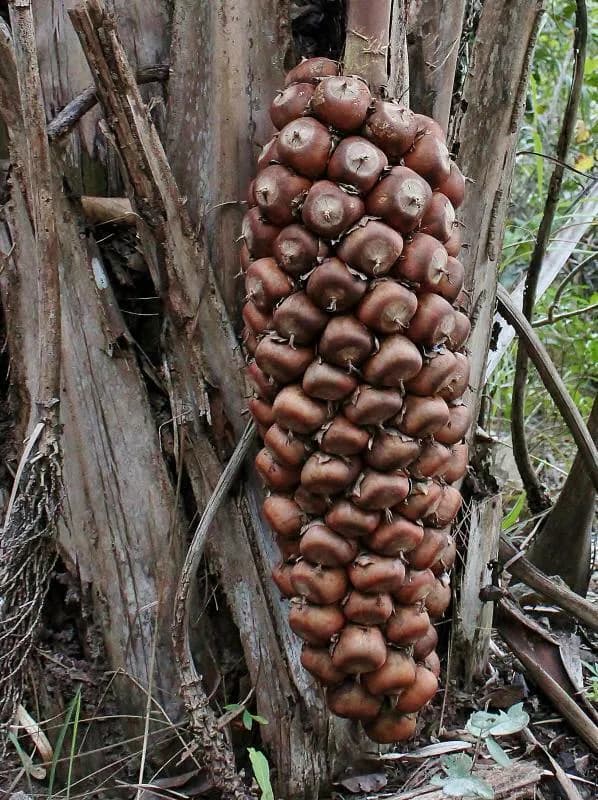 Botanical specimen of Attalea Compta.