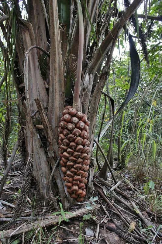 Botanical specimen of Attalea Compta.