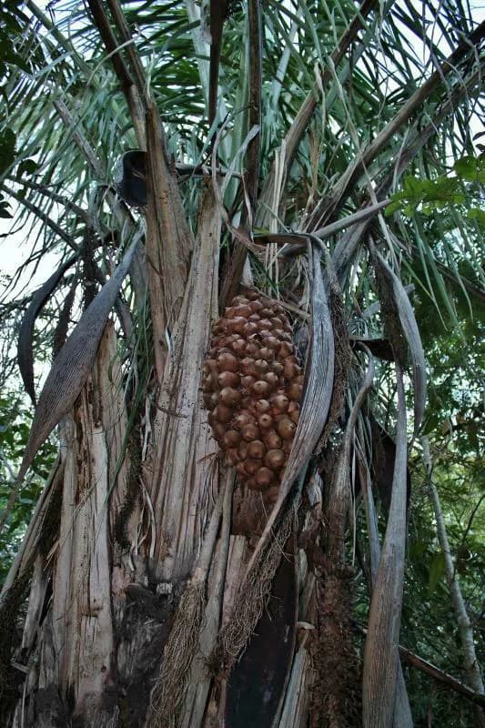 Botanical specimen of Attalea Compta.