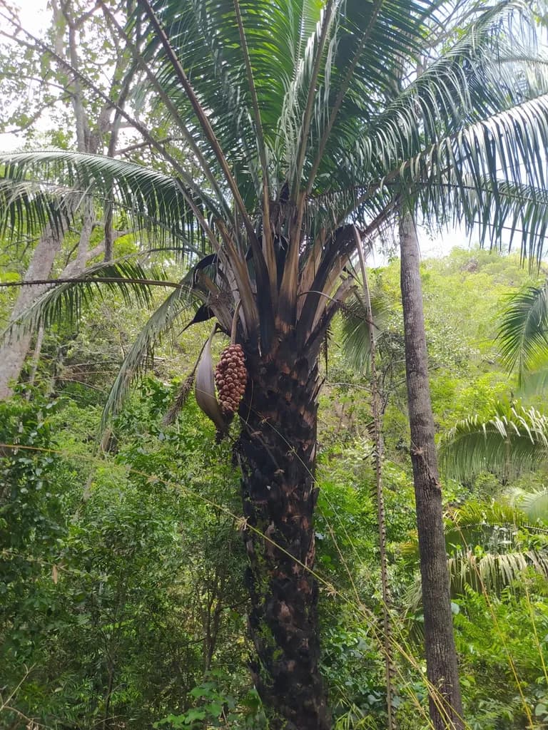 Botanical specimen of Attalea Compta.