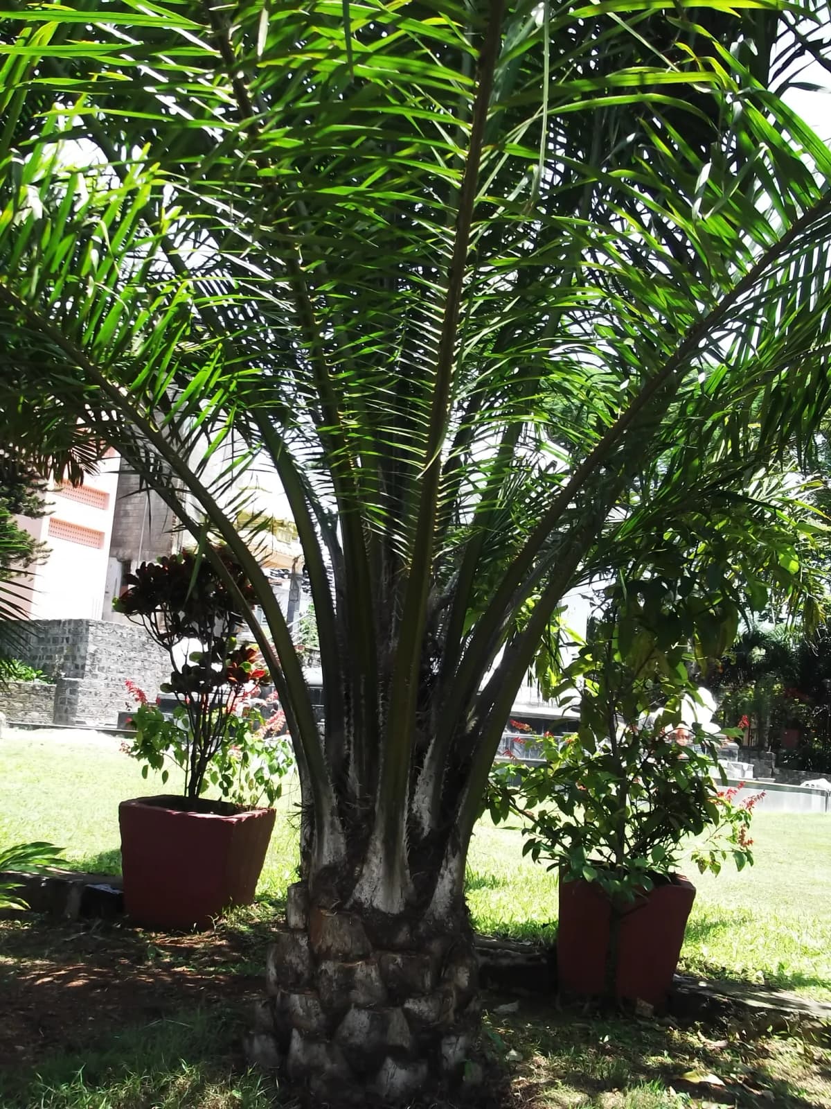 Botanical specimen of Attalea Crassispatha.