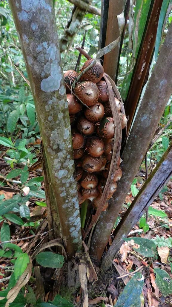 Botanical specimen of Attalea Insignis.