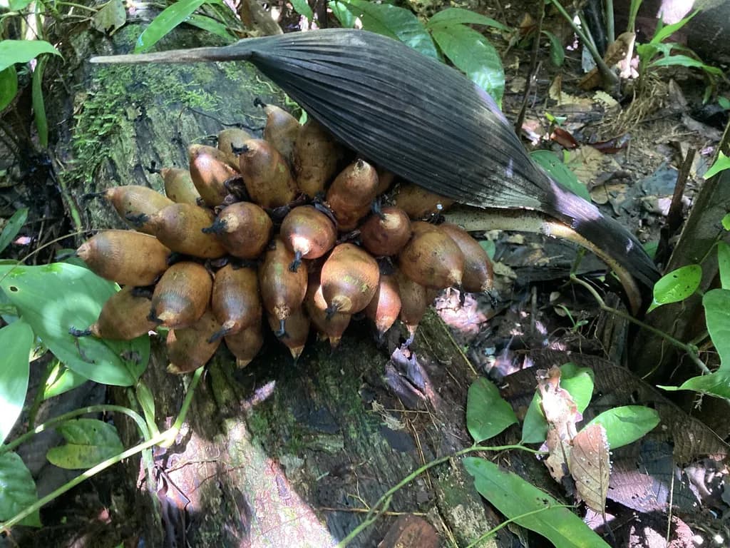 Botanical specimen of Attalea Insignis.