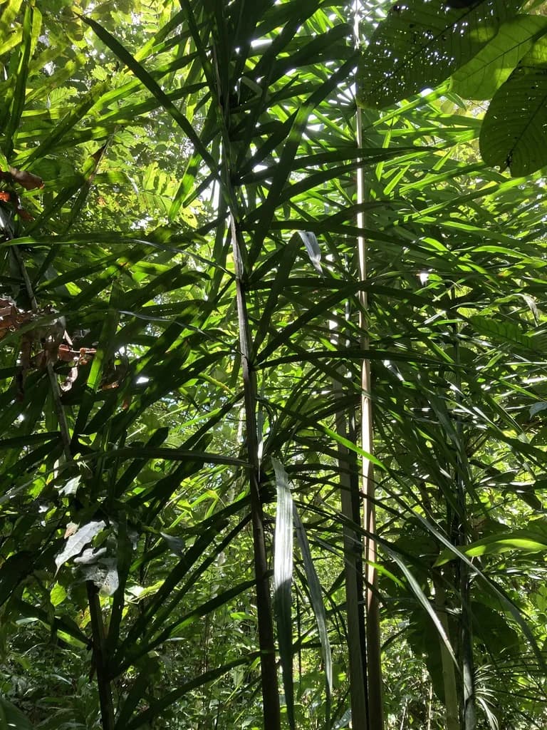 Botanical specimen of Attalea Insignis.