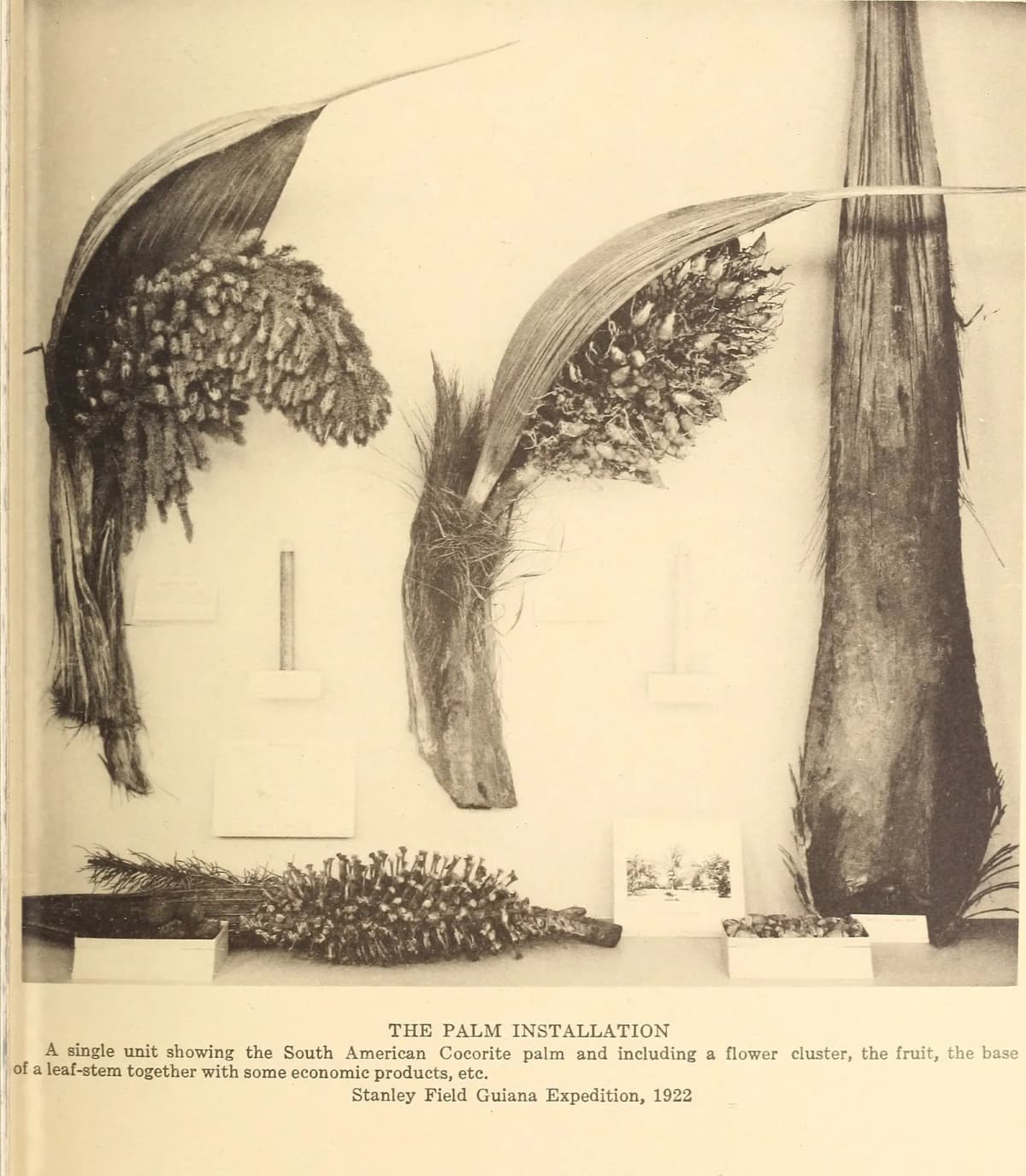 Botanical specimen of Attalea Maripa.