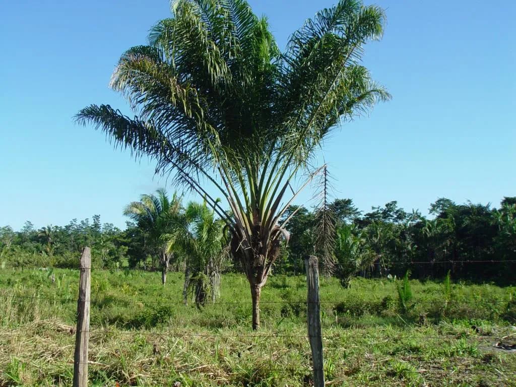 Botanical specimen of Attalea Maripa.