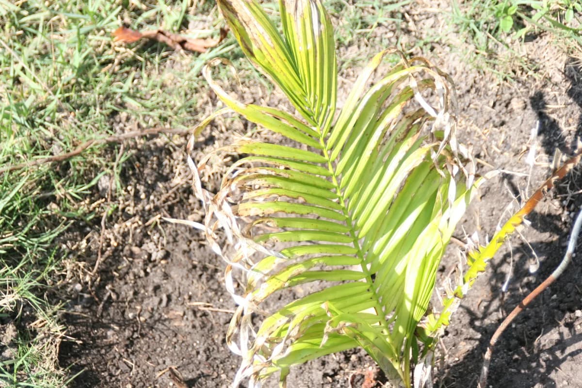 Botanical specimen of Attalea Maripa.