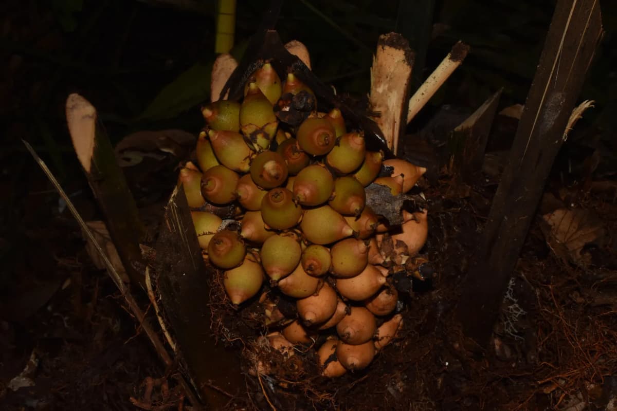 Botanical specimen of Attalea Microcarpa.