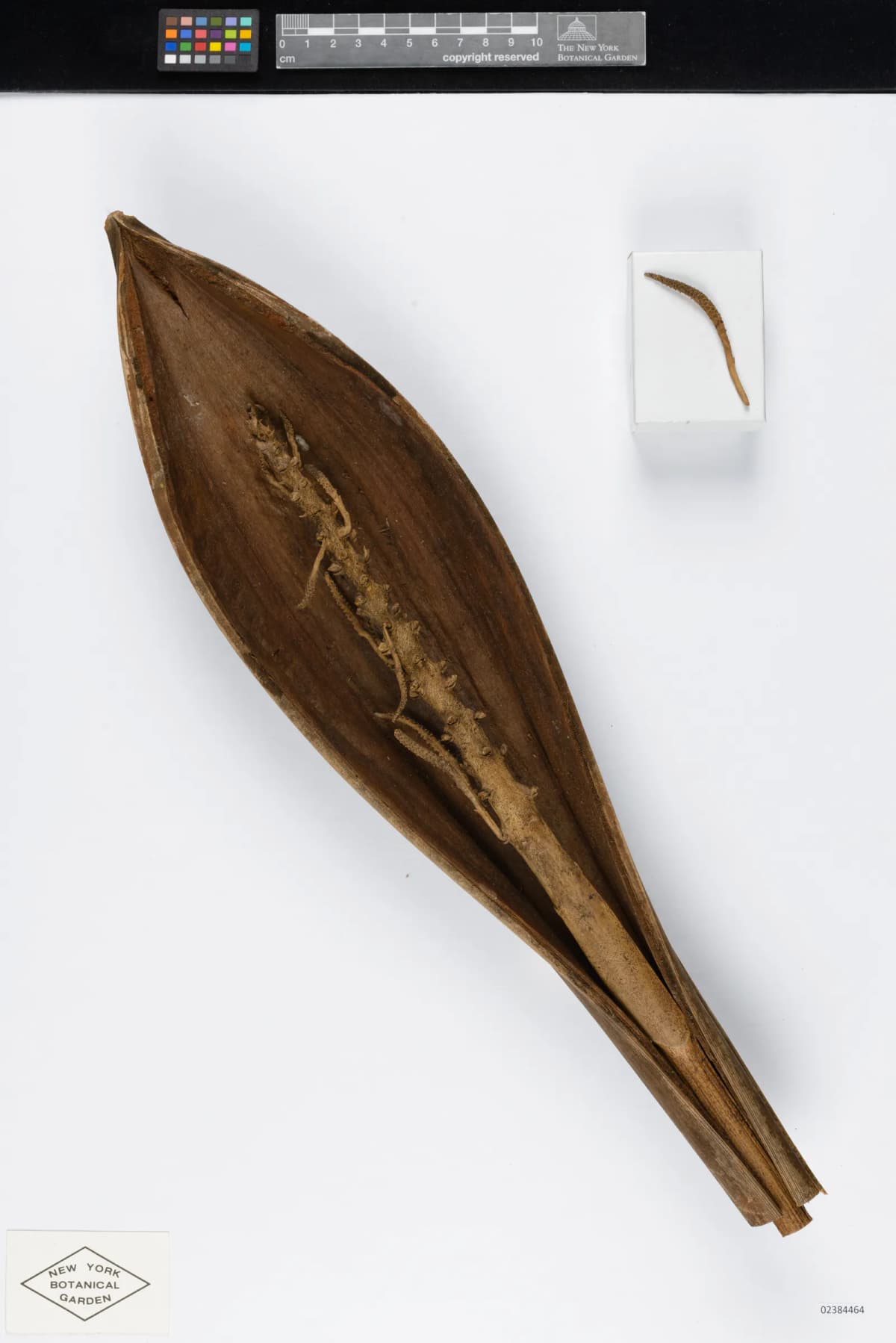 Botanical specimen of Attalea Microcarpa.