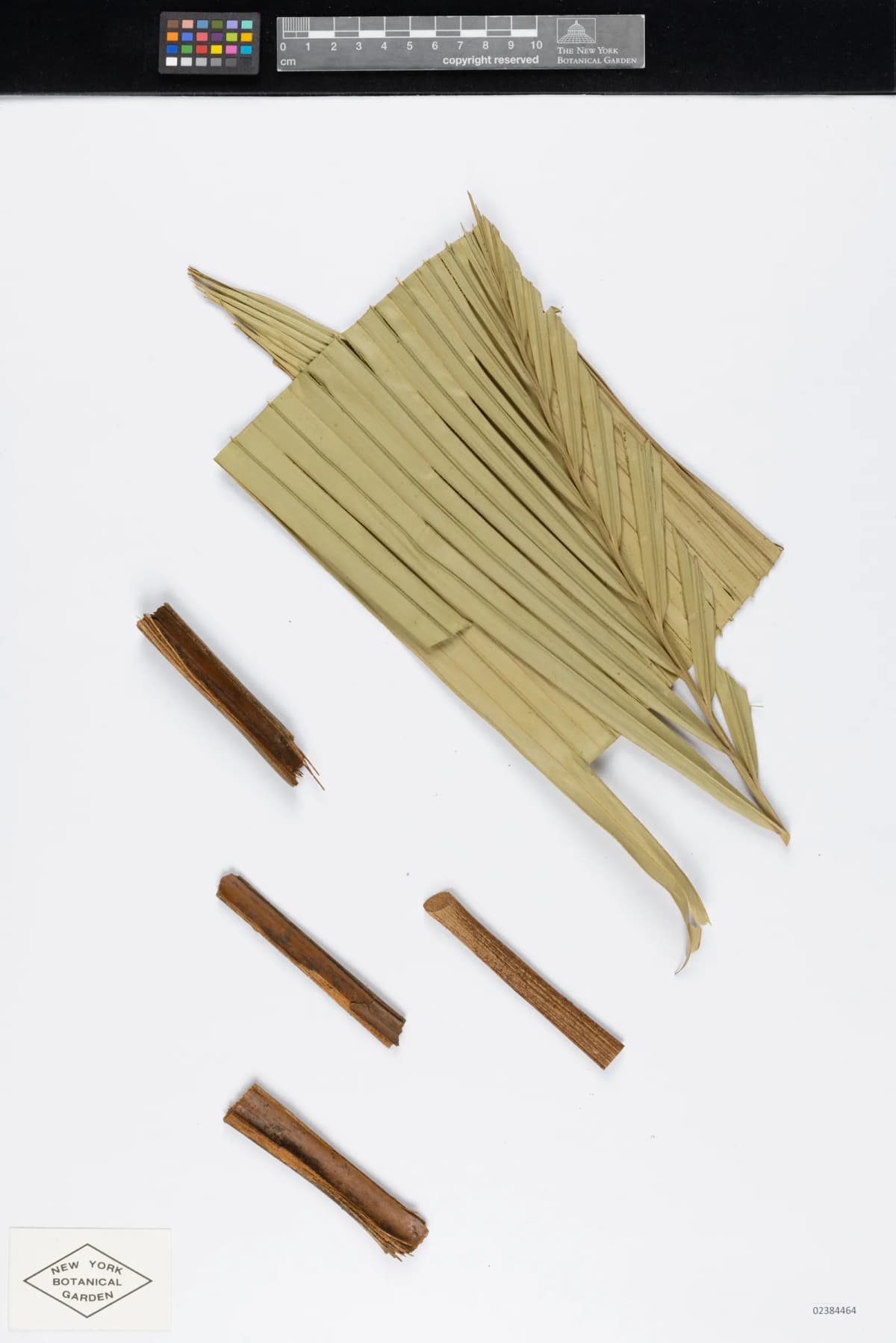 Botanical specimen of Attalea Microcarpa.