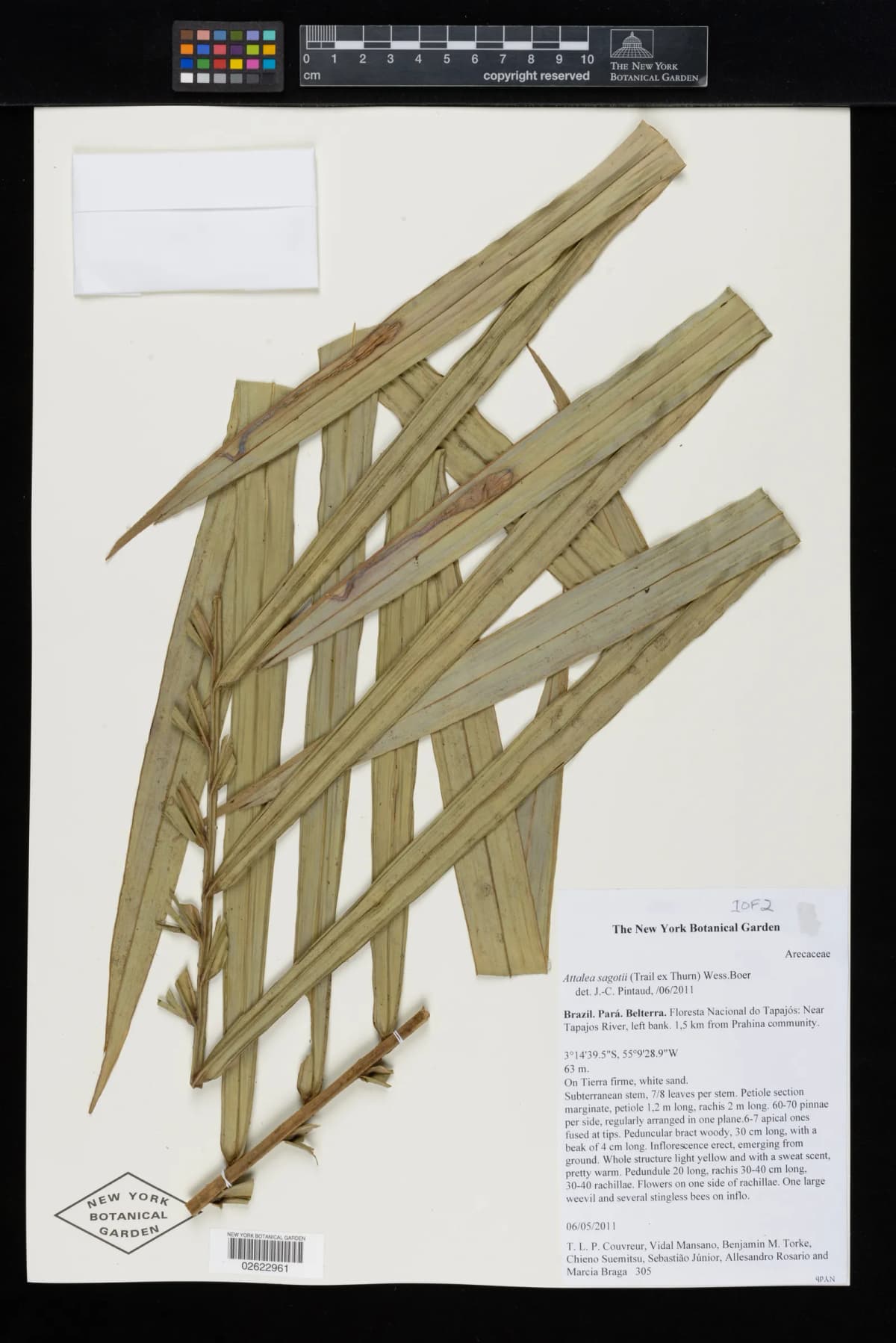 Botanical specimen of Attalea Microcarpa.