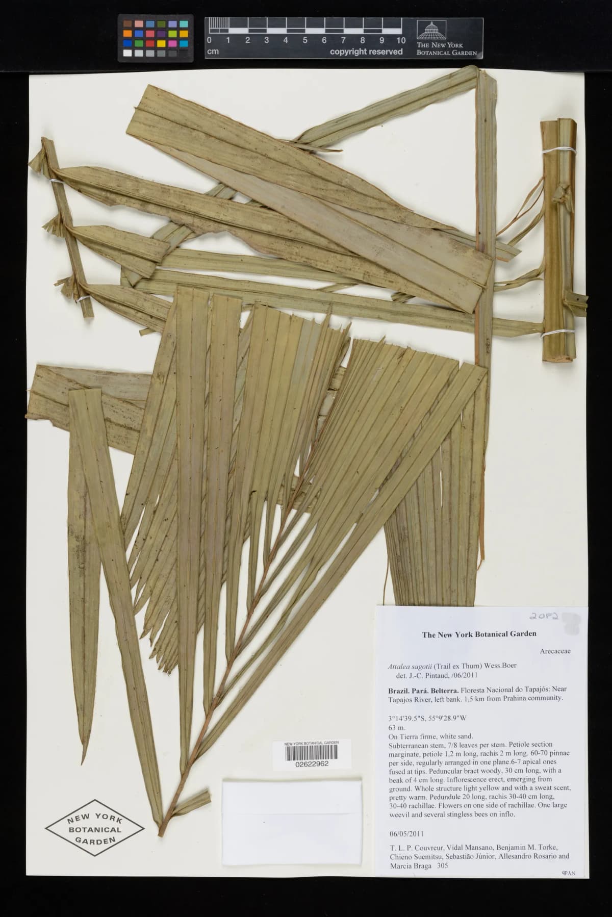 Botanical specimen of Attalea Microcarpa.