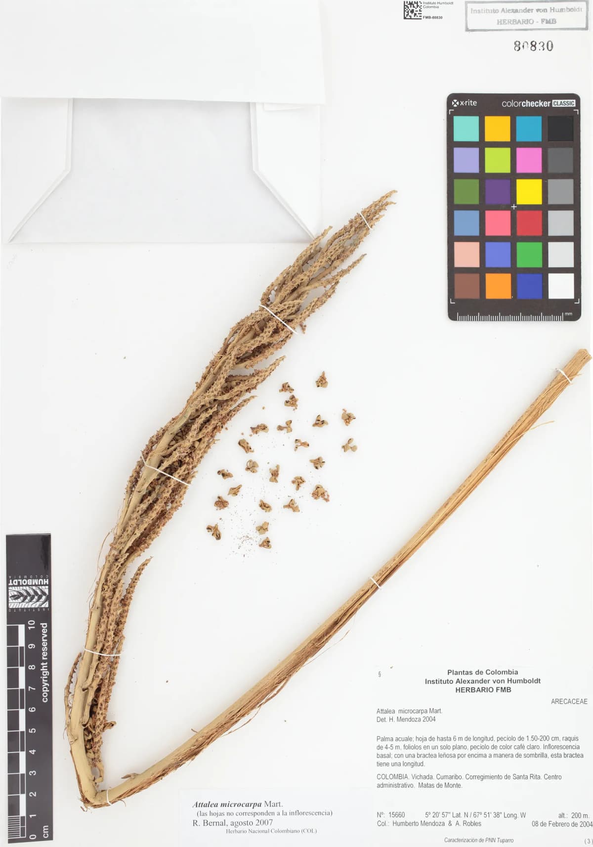 Botanical specimen of Attalea Microcarpa.
