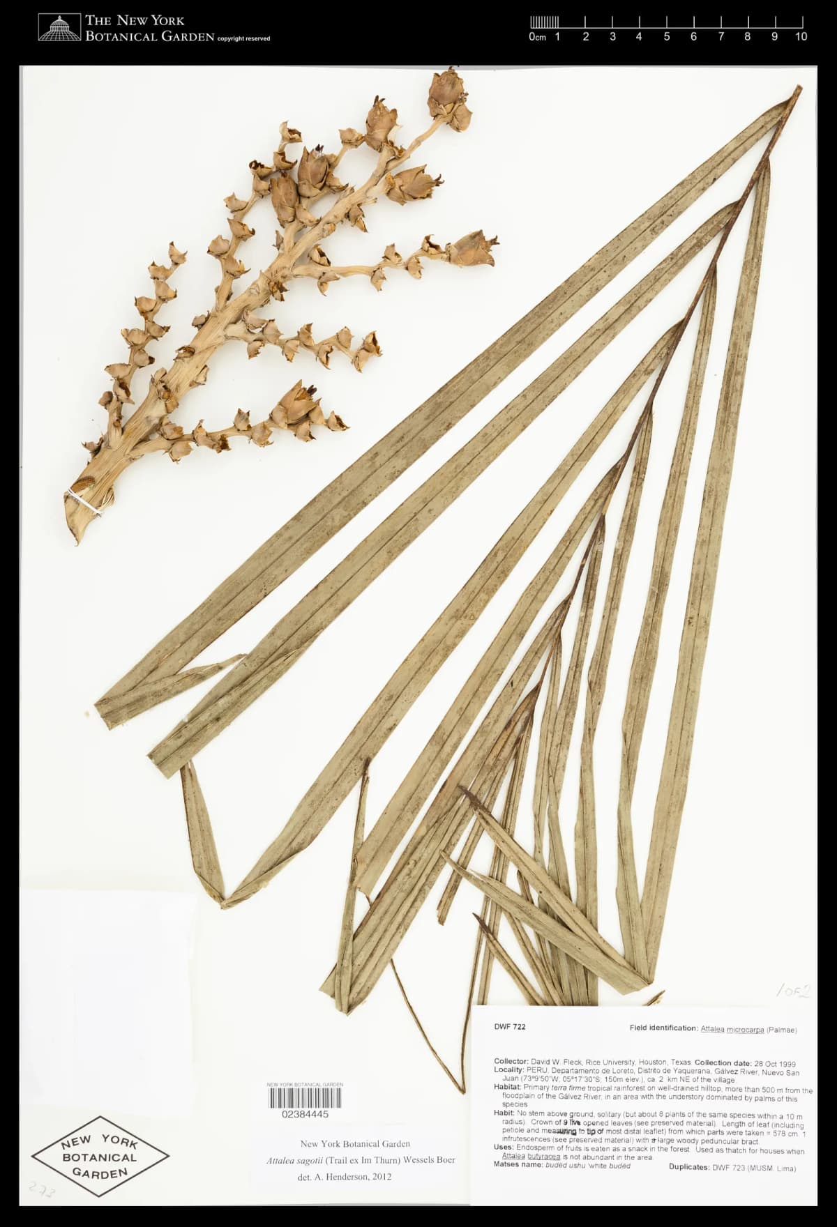 Botanical specimen of Attalea Microcarpa.