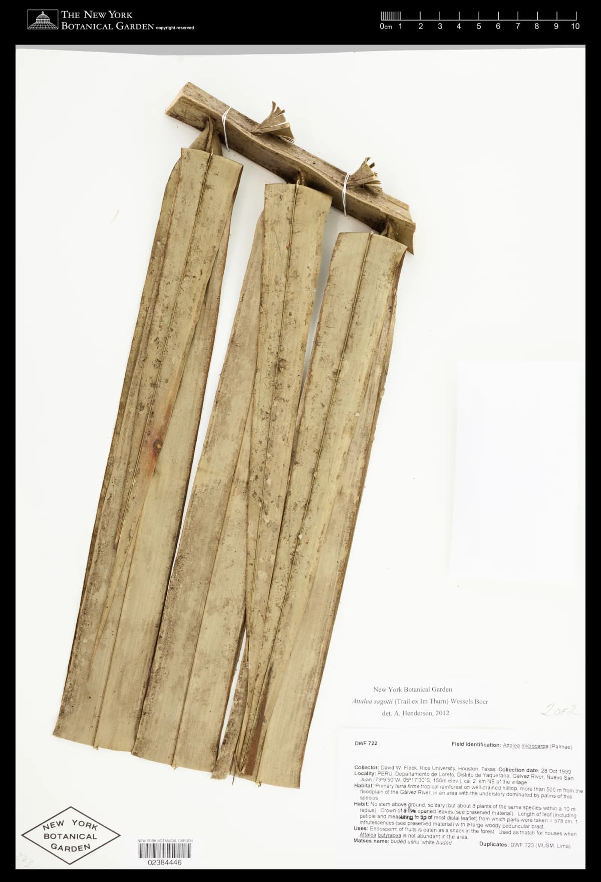 Botanical specimen of Attalea Microcarpa.