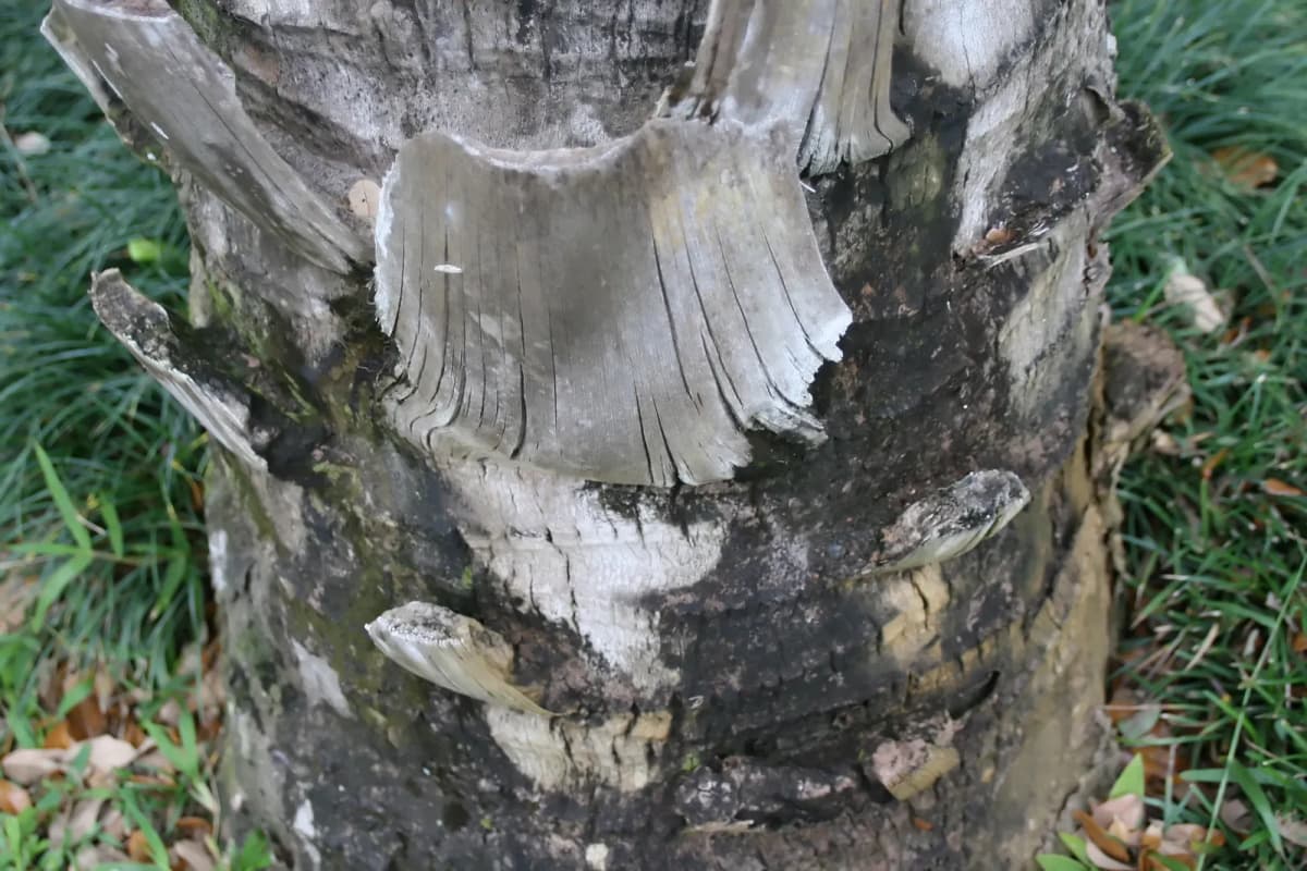 Botanical specimen of Attalea Phalerata.