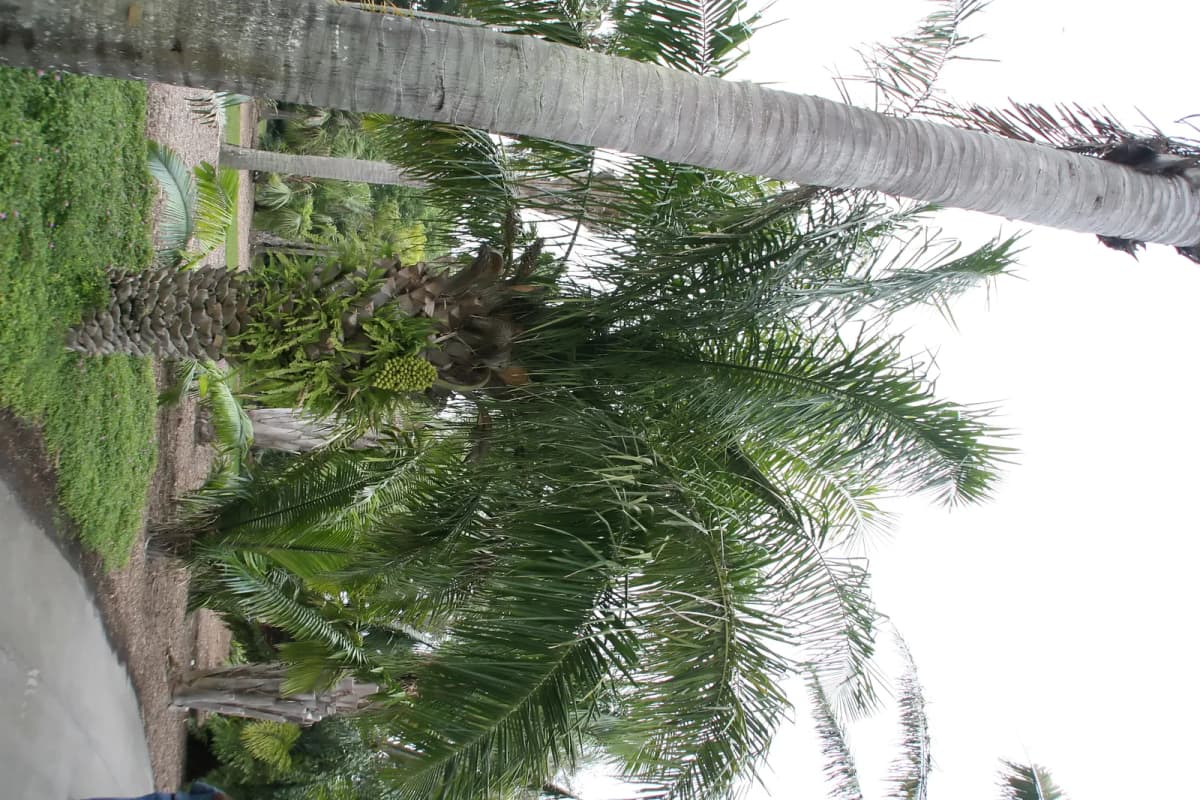 Botanical specimen of Attalea Phalerata.