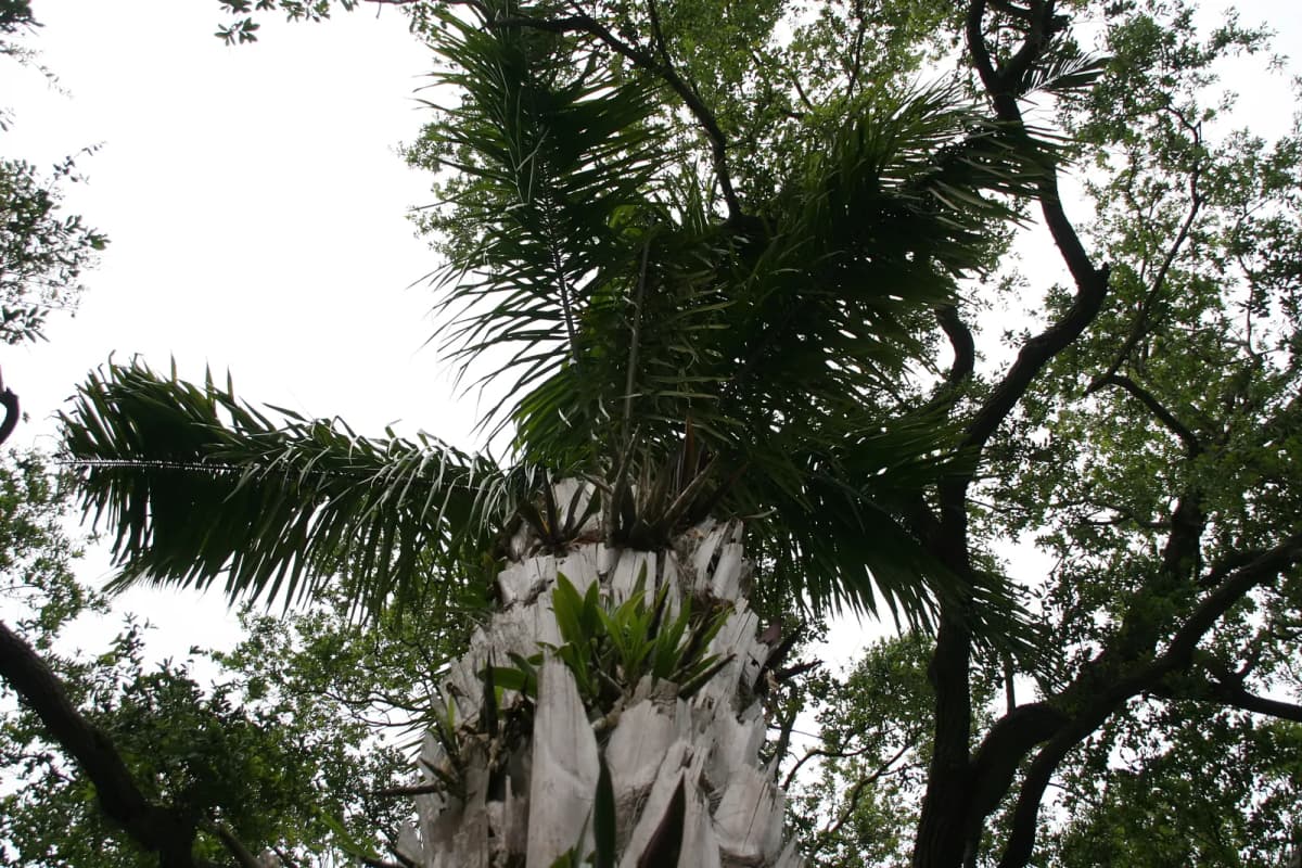 Botanical specimen of Attalea Phalerata.
