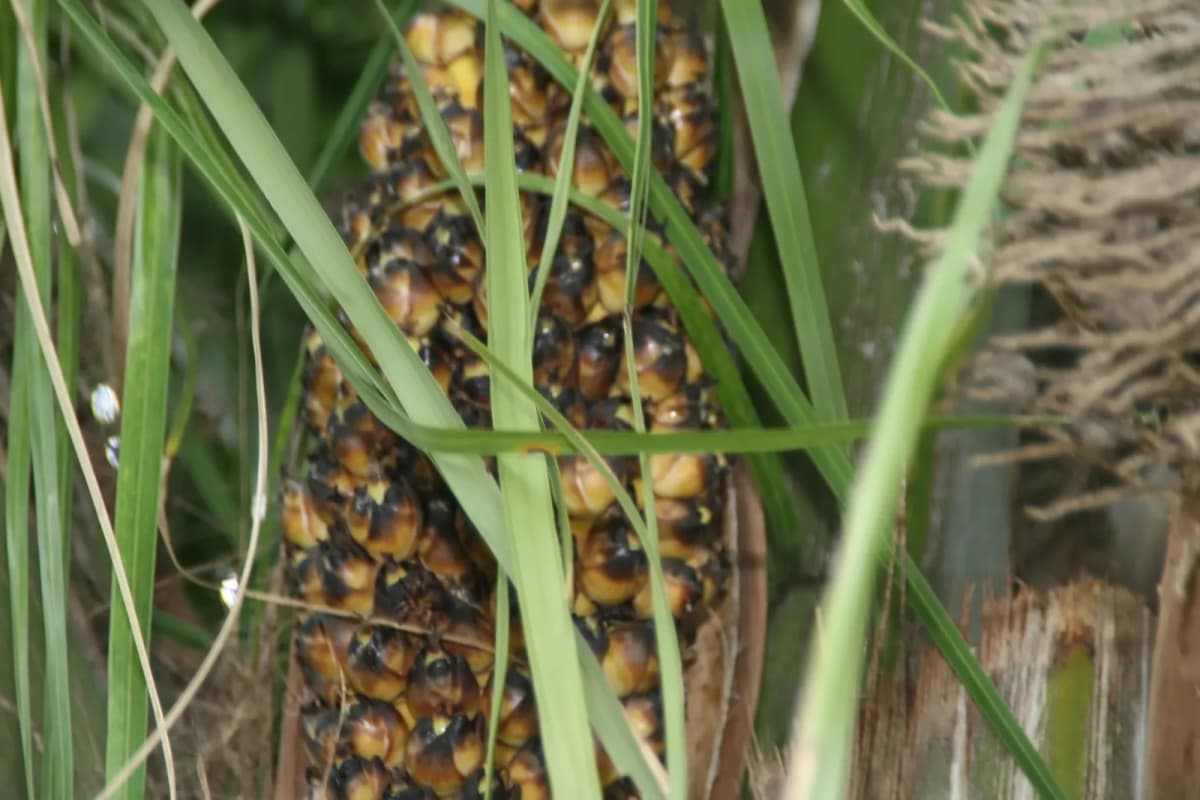 Botanical specimen of Attalea Phalerata.