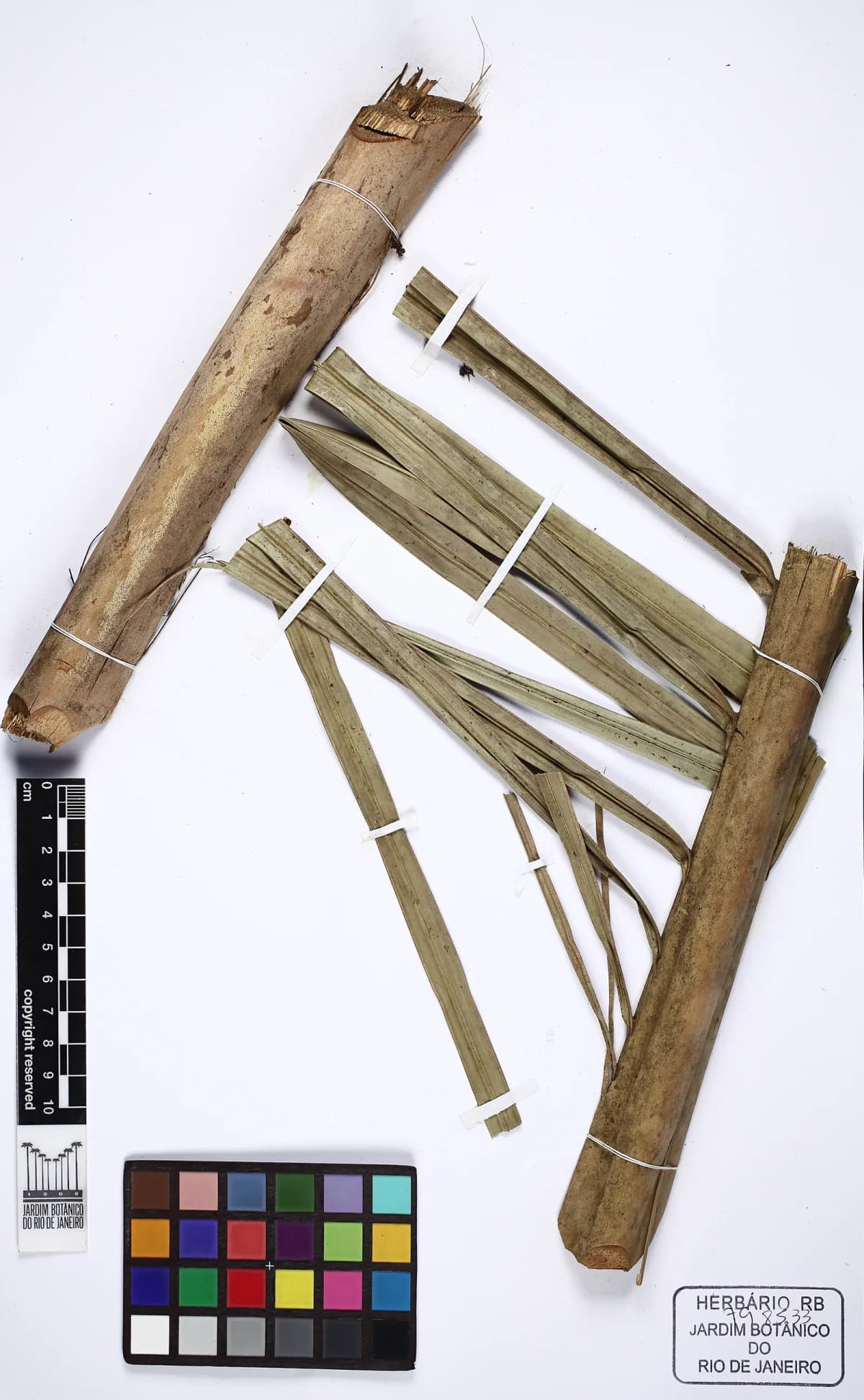Botanical specimen of Attalea Spectabilis.