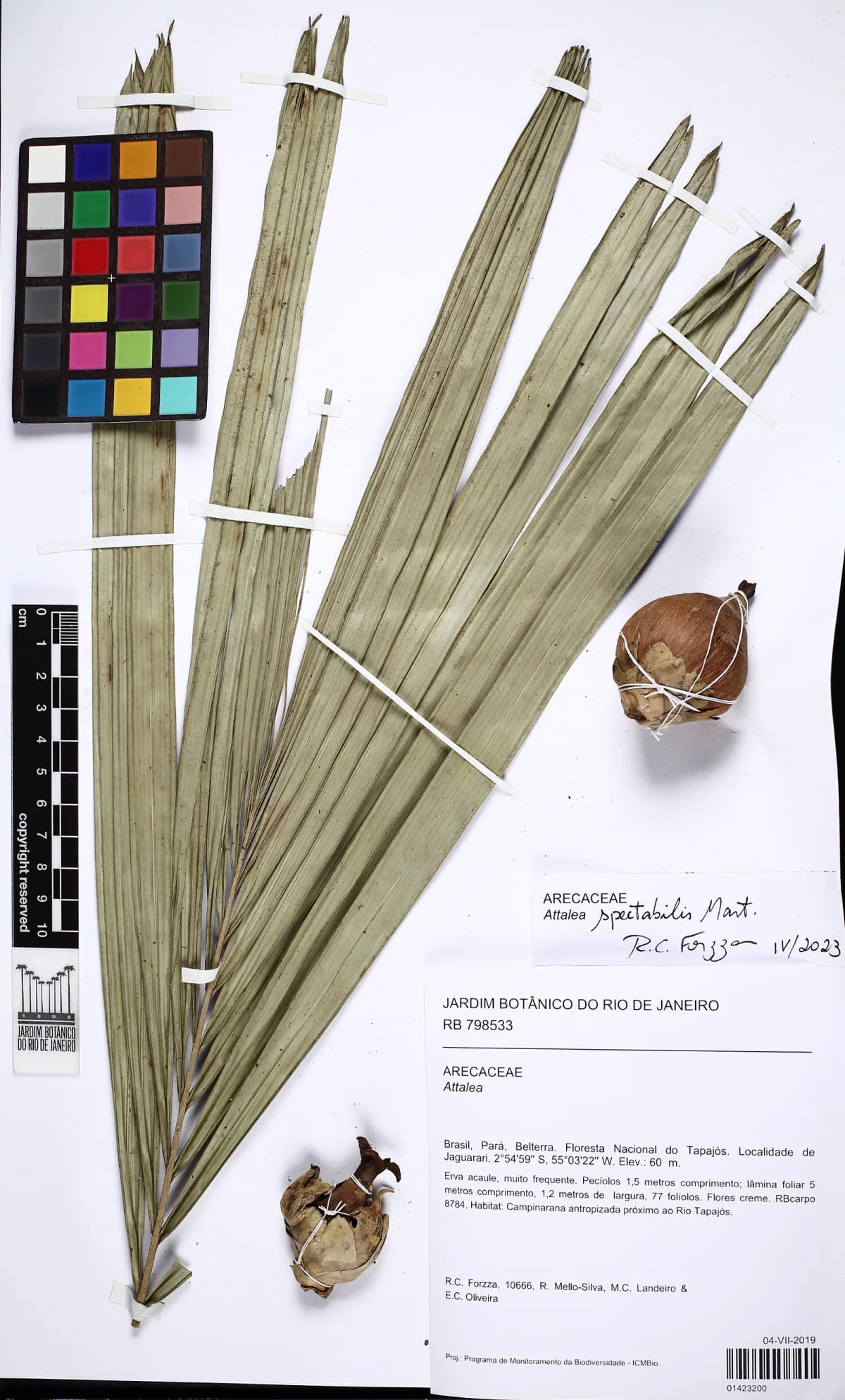 Botanical specimen of Attalea Spectabilis.