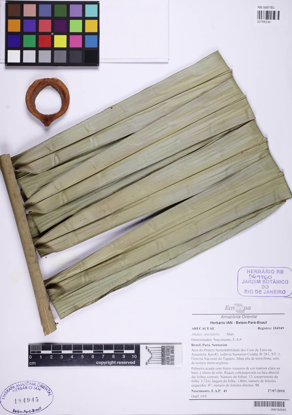 Botanical specimen of Attalea Spectabilis.
