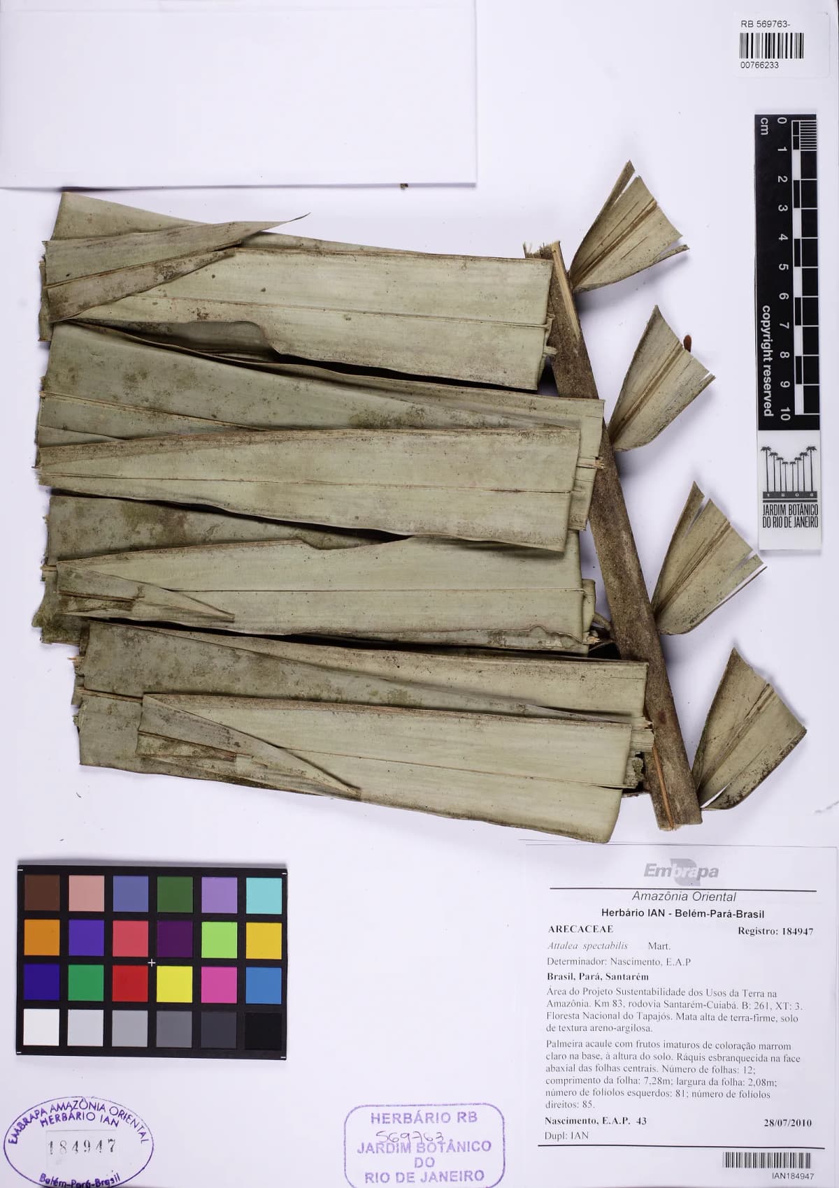 Botanical specimen of Attalea Spectabilis.