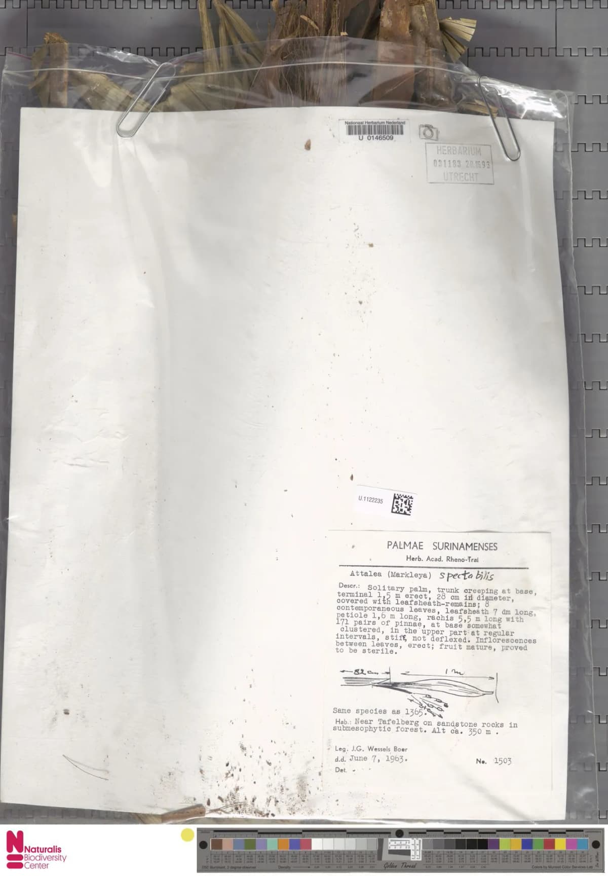 Botanical specimen of Attalea Spectabilis.