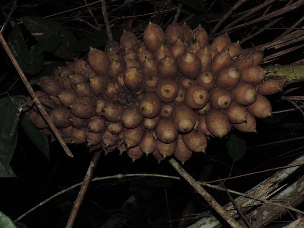 Botanical specimen of Attalea Vitrivir.