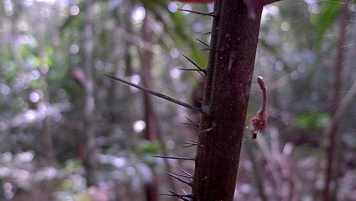 Botanical specimen of Bactris Acanthocarpa.