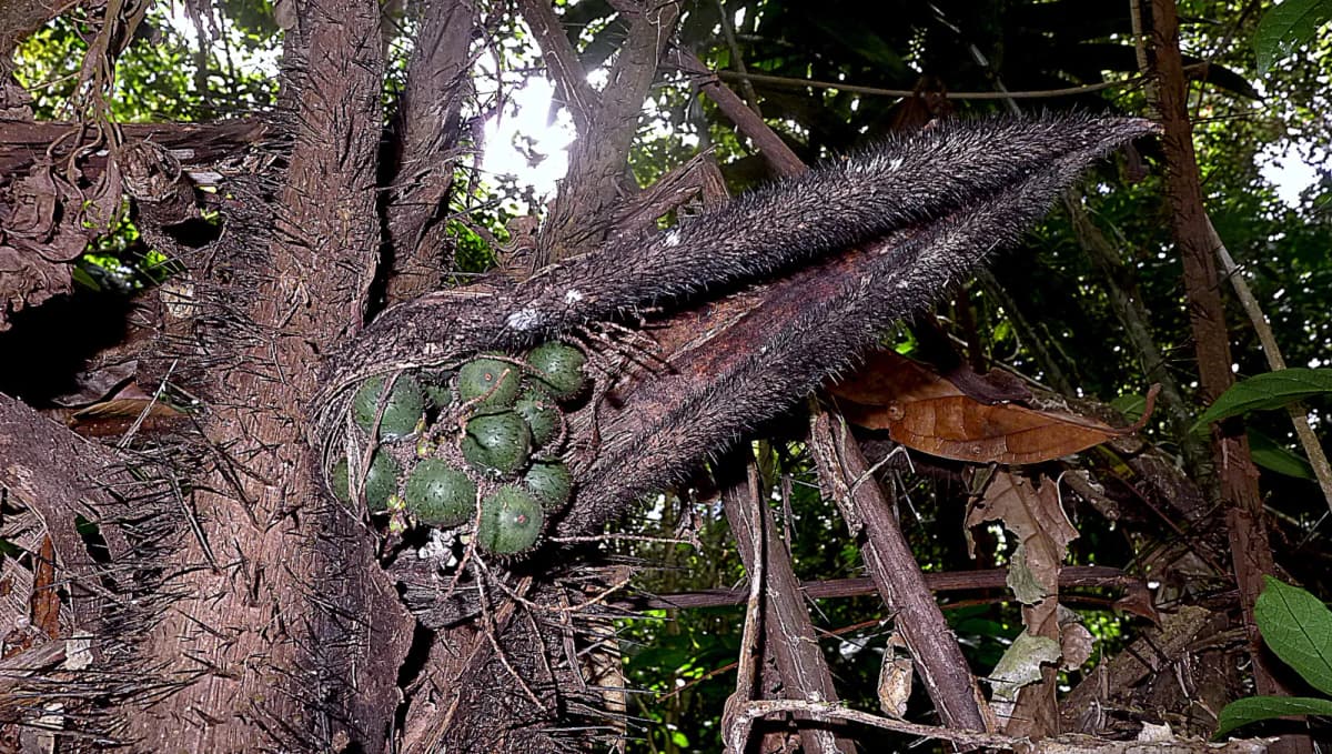 Botanical specimen of Bactris Acanthocarpa.