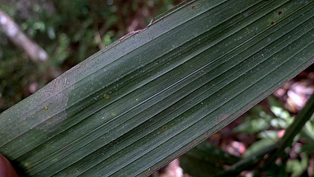 Botanical specimen of Bactris Acanthocarpa.