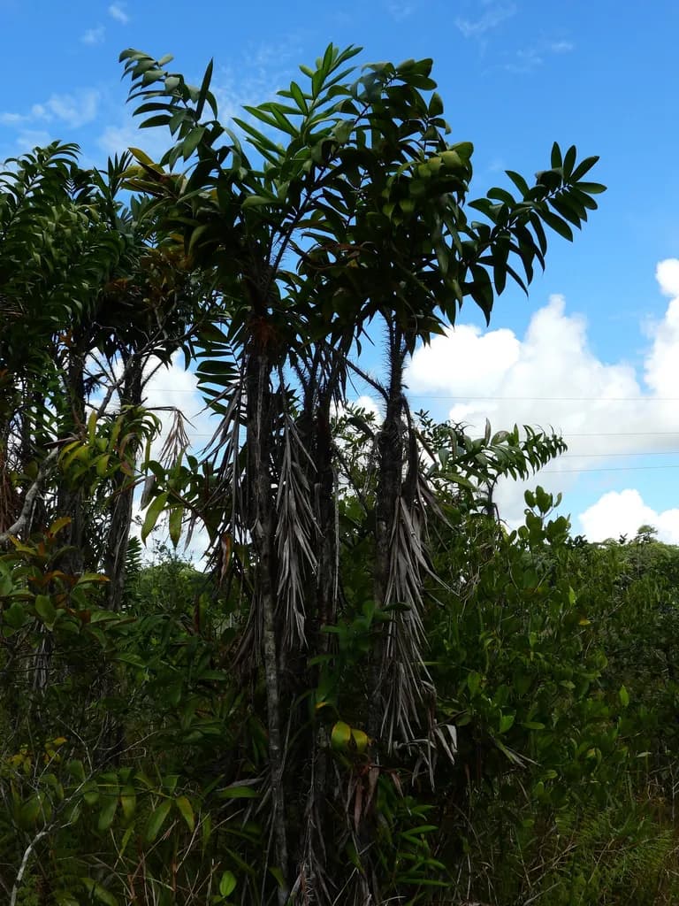 Botanical specimen of Bactris Campestris.