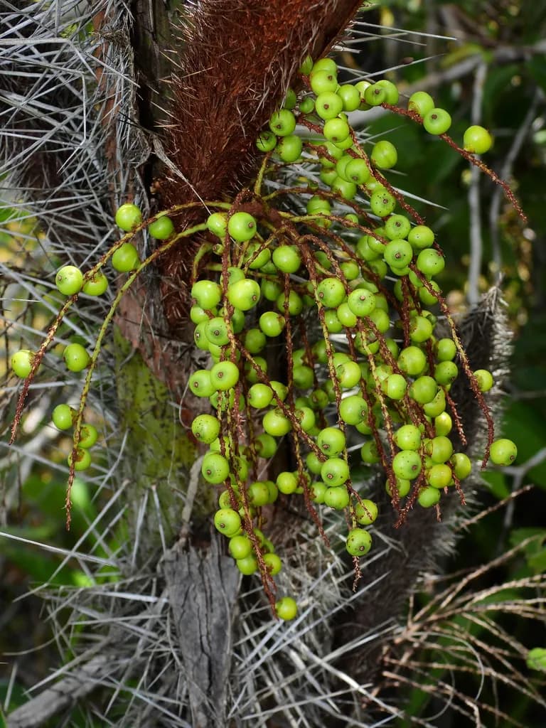 Botanical specimen of Bactris Campestris.