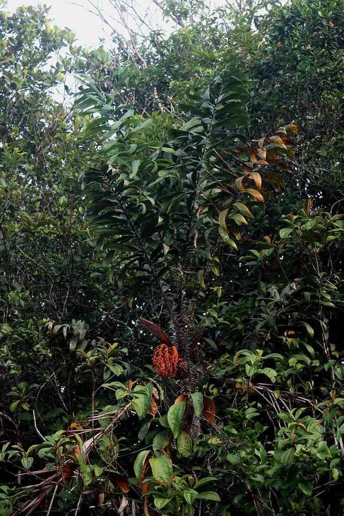 Botanical specimen of Bactris Campestris.