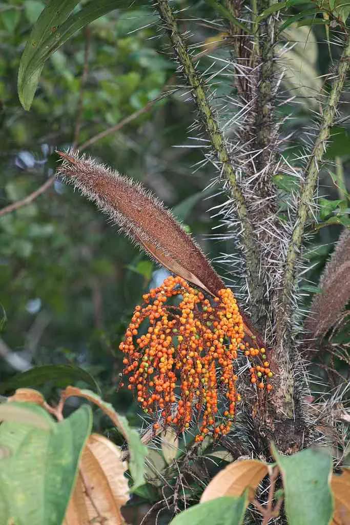 Botanical specimen of Bactris Campestris.