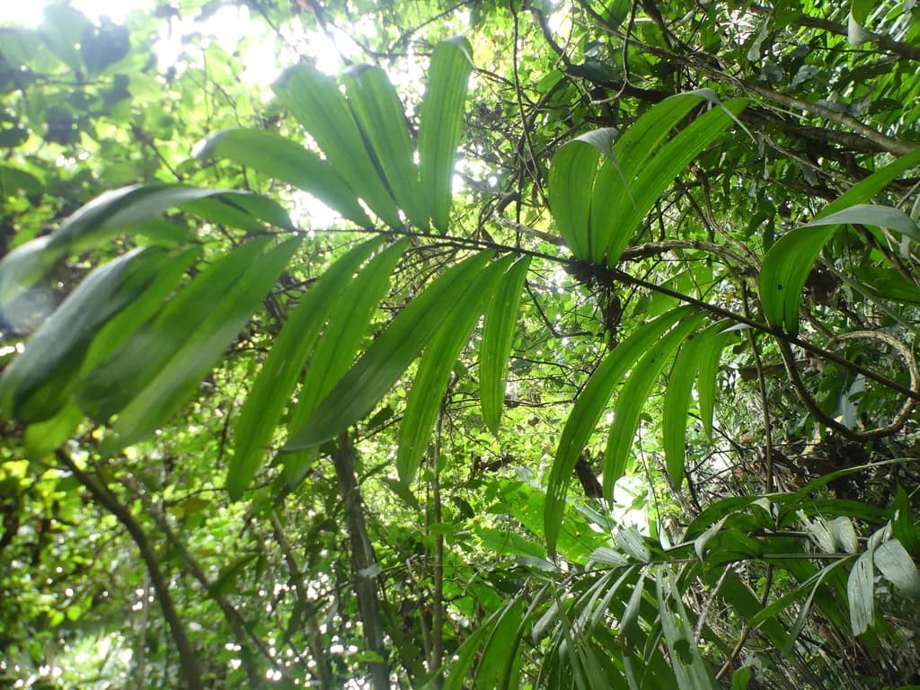 Botanical specimen of Bactris Caudata.