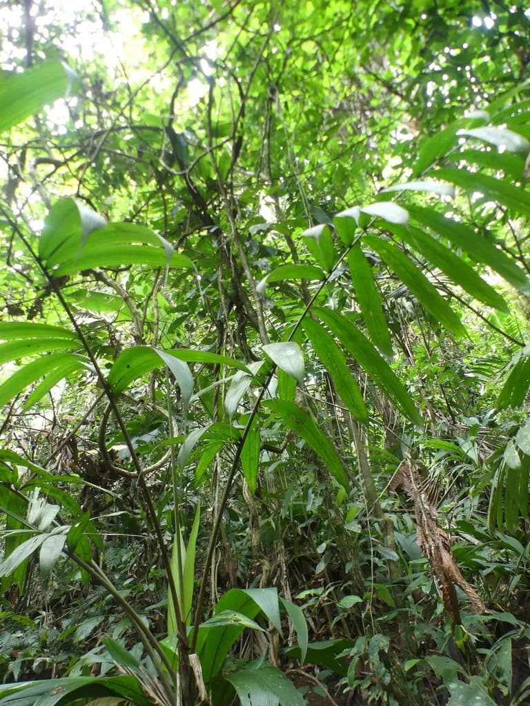 Botanical specimen of Bactris Caudata.
