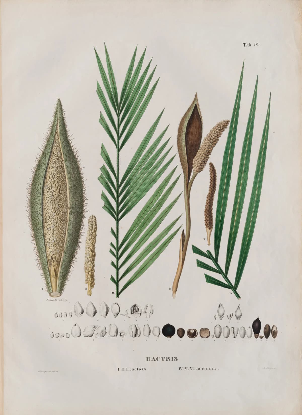 Botanical specimen of Bactris Concinna.
