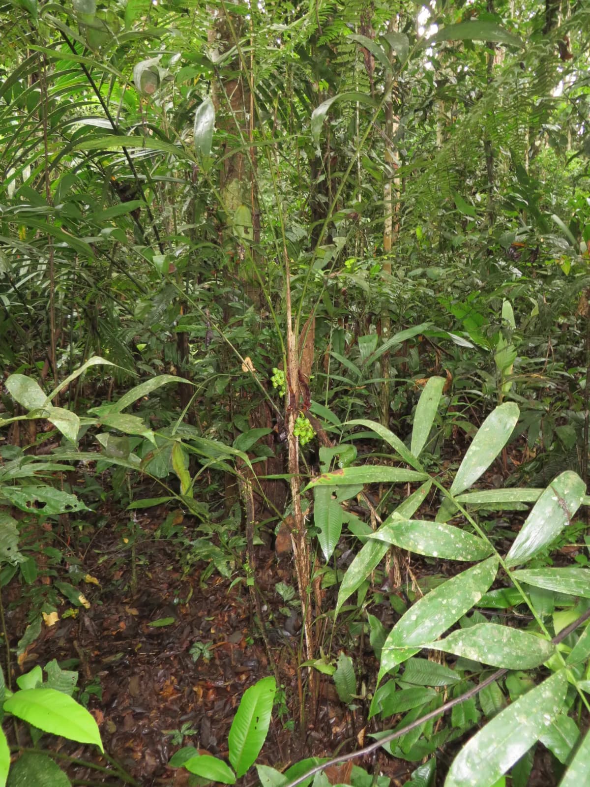 Botanical specimen of Bactris Corossilla.