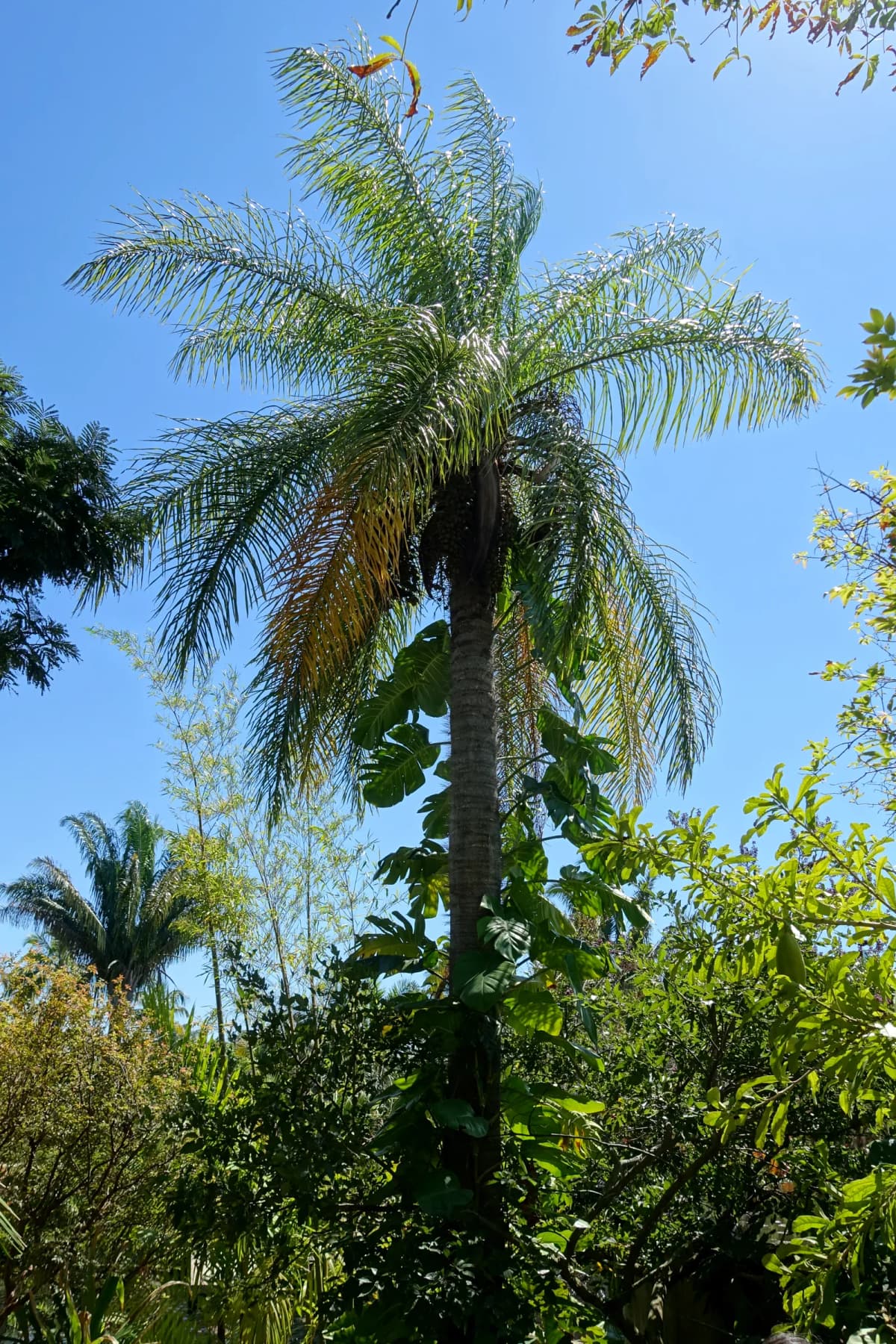 Botanical specimen of Bactris Cubensis.